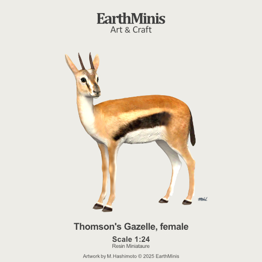 Image of Thomson's Gazelle